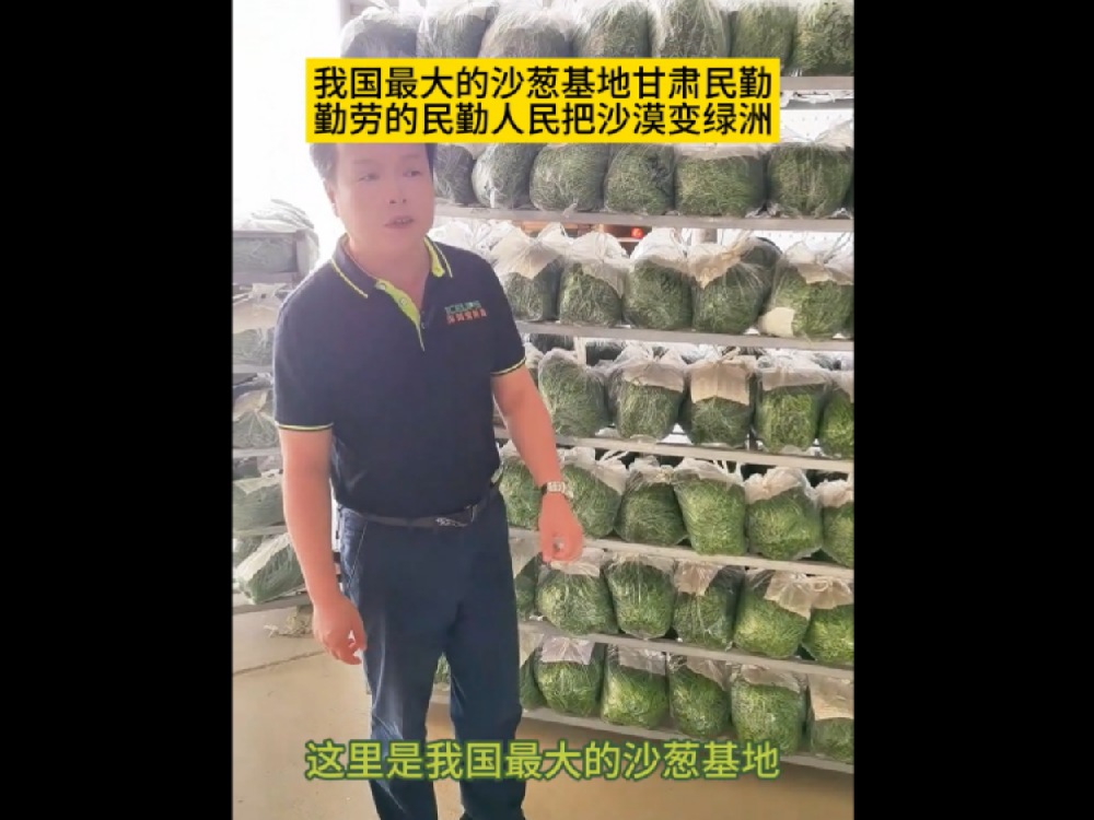 中國最大的沙蔥基地，民勤沙蔥發往全國各地