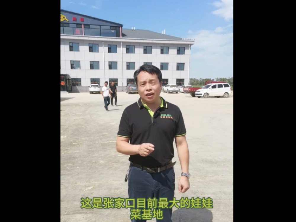 這里是河北省張家口最大的娃娃菜基地，這里的娃娃菜保質保量供應首都城市經濟圈