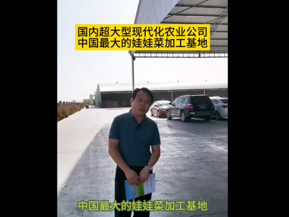 目前為止，國內最大的娃娃菜種植加工基地在甘肅武威，這里的娃娃菜發往全國各地